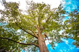 Best Stump Grinding and Removal  in Glens Falls, NY