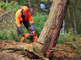 Best Root Management and Removal  in Glens Falls, NY