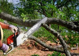 Best Storm Damage Tree Cleanup  in Glens Falls, NY