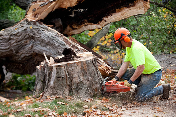 Best Tree Trimming and Pruning  in Glens Falls, NY