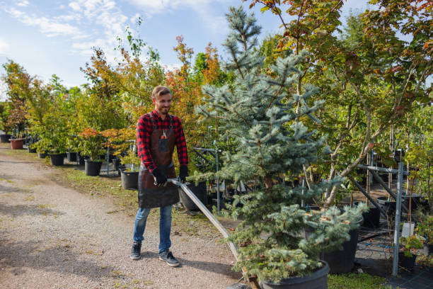 Best Tree Disease Treatment  in Glens Falls, NY