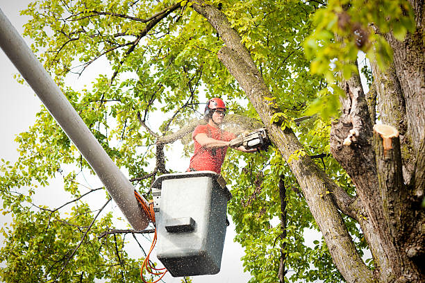 Best Tree Removal  in Glens Falls, NY