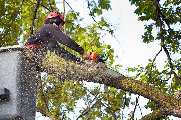 Best Lot and Land Clearing  in Glens Falls, NY