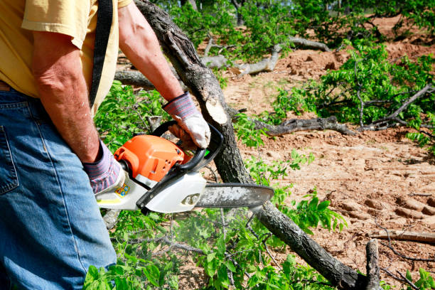 Glens Falls, NY Tree Removal Company